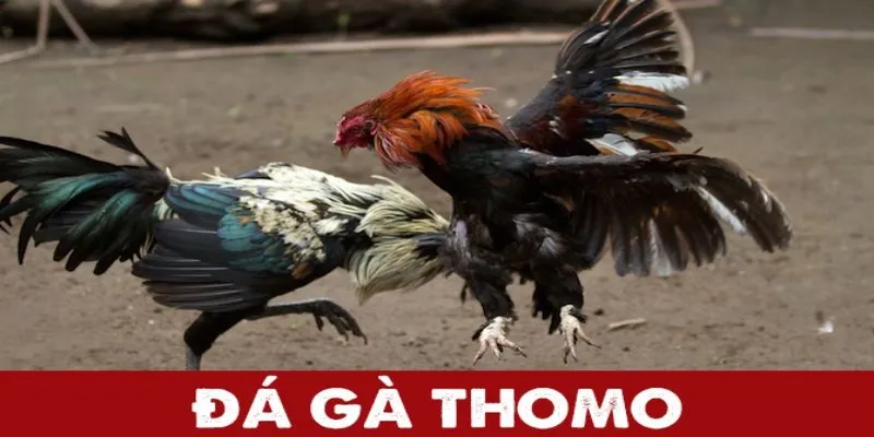 Đá gà thomo tinh hoa văn hóa truyền thống